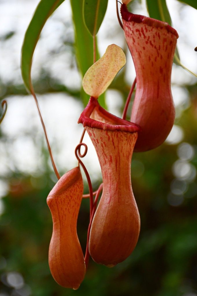 découvrez notre guide sur les conservatoires, ces espaces dédiés à la culture de plantes et d'arbres exotiques. apprenez comment aménager un jardin d'hiver, y cultiver vos plantes préférées et profiter d'un environnement lumineux tout au long de l'année.